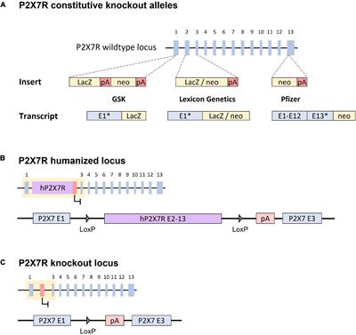 P2X7 Receptor-Related Genetic Mouse Models – Tools for Translational Research in Psychiatry